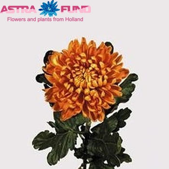 Chr G 'Astro' foto