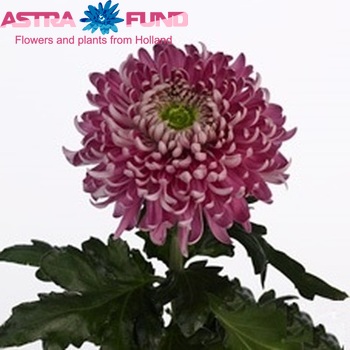 Chr G 'Holiday Purper' foto