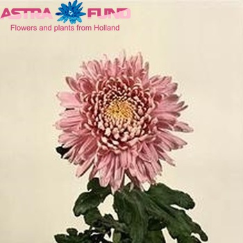 Chr G 'Pandion Rose' foto
