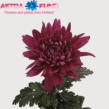 Chr G 'Resomee Purple' foto