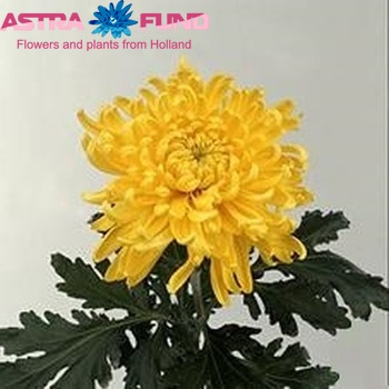 Chr G 'Tom Pearce Yellow' Foto