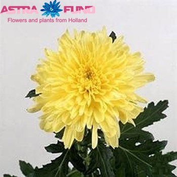 Chr G 'Zembla Yellow' Foto