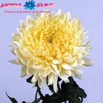 Chrysanthemum Indicum Grp geplozen buiten 'Alec Bedser' foto