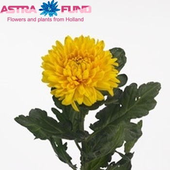 Chrysanthemum Indicum Grp geplozen buiten 'Astro Golden' φωτογραφία