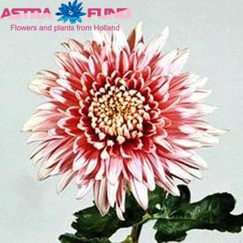 Chrysanthemum Indicum Grp geplozen buiten 'Breitner' φωτογραφία