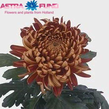 Chrysanthemum Indicum Grp geplozen buiten 'Coradise' φωτογραφία