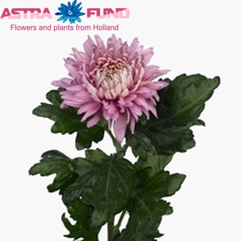 Chrysanthemum Indicum Grp geplozen buiten 'Pandion' φωτογραφία