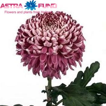 Chrysanthemum Indicum Grp geplozen buiten 'Promise' φωτογραφία
