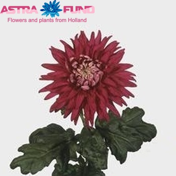 Chrysanthemum Indicum Grp geplozen buiten 'Regalia' φωτογραφία