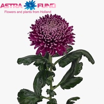 Chrysanthemum Indicum Grp geplozen buiten 'Regalmist Purper' φωτογραφία