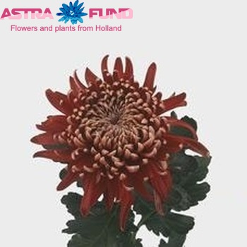 Chrysanthemum Indicum Grp geplozen buiten 'Regalmist Rood' φωτογραφία