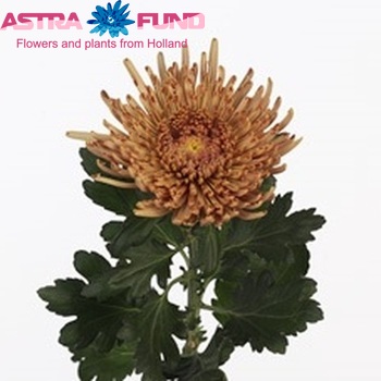 Chrysanthemum Indicum Grp geplozen Aral Bronze fotografie