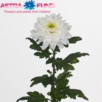Chrysanthemum Indicum Grp geplozen 'Arctic Queen' foto