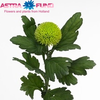 Chrysanthemum Indicum Grp geplozen 'Balloon' foto