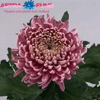 Chrysanthemum Indicum Grp geplozen 'Bislet' foto