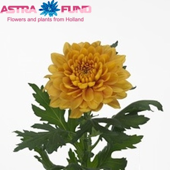 Chrysanthemum Indicum Grp geplozen Bonanza foto