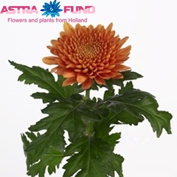 Chrysanthemum Indicum Grp geplozen 'Bonfire' foto
