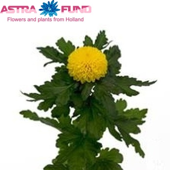 Chrysanthemum Indicum Grp geplozen Chenita fotografie