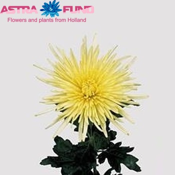 Chrysanthemum Indicum Grp geplozen 'Delistar Yellow' fotografie