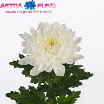 Chrysanthemum Indicum Grp geplozen Dunya fotografie