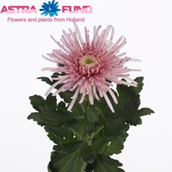 Chrysanthemum Indicum Grp geplozen Elbrus Pink fotografie