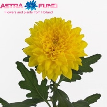 Chrysanthemum Indicum Grp geplozen Equator fotografie