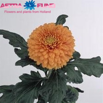 Chrysanthemum Indicum Grp geplozen 'Franka' fotografie