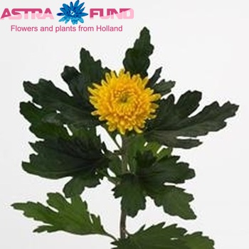 Chrysanthemum Indicum Grp geplozen Fuego Yellow fotografie