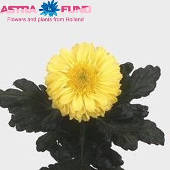 Chrysanthemum Indicum Grp geplozen 'Golden Inga' fotografie