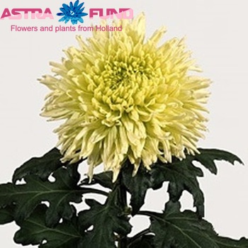 Chrysanthemum Indicum Grp geplozen 'Green Wonder' fotografie