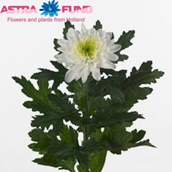 Chrysanthemum Indicum Grp geplozen Ilvija fotografie