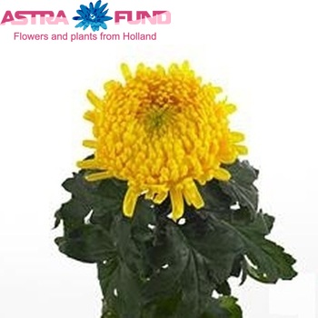 Chrysanthemum Indicum Grp geplozen 'Ivy Garland Golden' fotografie