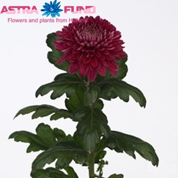 Chrysanthemum Indicum Grp geplozen 'Jaguar Purple' fotografie