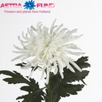 Chrysanthemum Indicum Grp geplozen 'Kazan' fotografie