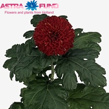 Chrysanthemum Indicum Grp geplozen 'Kiev' fotografie