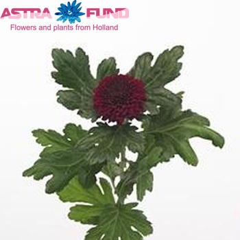 Chrysanthemum Indicum Grp geplozen Kiev Dark fotografie