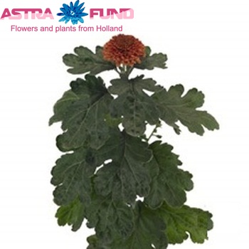 Chrysanthemum Indicum Grp geplozen Kiev Orange fotografie