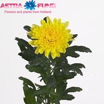 Chrysanthemum Indicum Grp geplozen 'Kournikova' fotografie