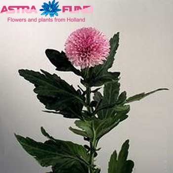 Chrysanthemum Indicum Grp geplozen 'Lollipop' fotografie