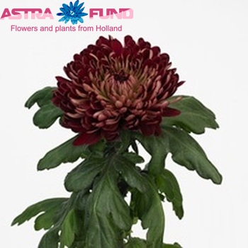 Chrysanthemum Indicum Grp geplozen 'Marlen' fotografie