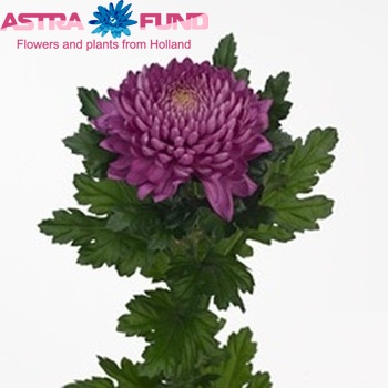 Chrysanthemum Indicum Grp geplozen Racoon fotografie