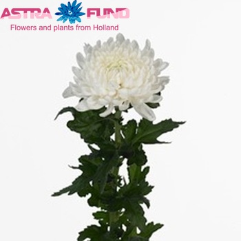 Chrysanthemum Indicum Grp geplozen 'Rebonnet' fotografie