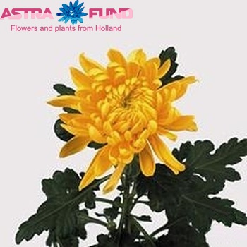 Chrysanthemum Indicum Grp geplozen 'Residence' fotografie
