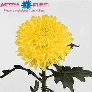 Chrysanthemum Indicum Grp geplozen 'Riga' fotografie