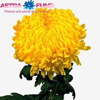 Chrysanthemum Indicum Grp geplozen 'Rivalry' fotografie