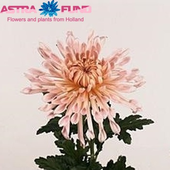 Chrysanthemum Indicum Grp geplozen 'Rosanne' fotografie