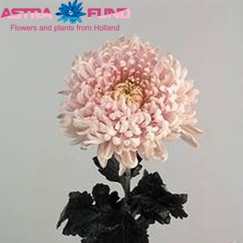 Chrysanthemum Indicum Grp geplozen 'Rose Beauty' fotografie
