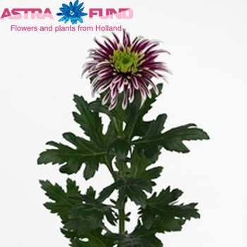 Chrysanthemum Indicum Grp geplozen Saba fotografie