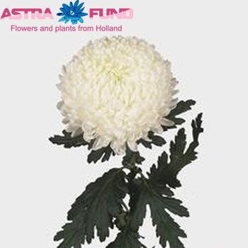 Chrysanthemum Indicum Grp geplozen 'Snowdon' fotografie