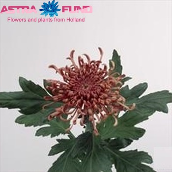 Chrysanthemum Indicum Grp geplozen Spider cuivre fotografie